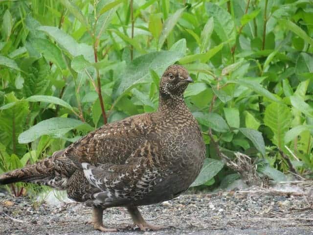 Ptarmigan, Wildlife in The Yukon