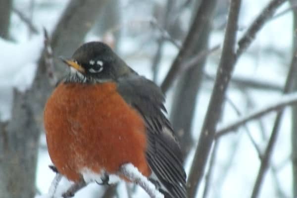 robin, puffed up to keep warm