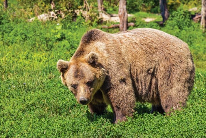 bear