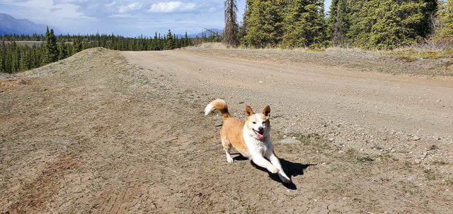 Charlie Bear the corgi
