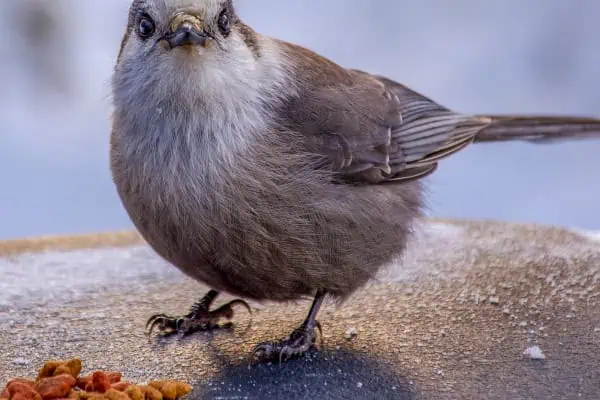 Canada Jays love their kibble!