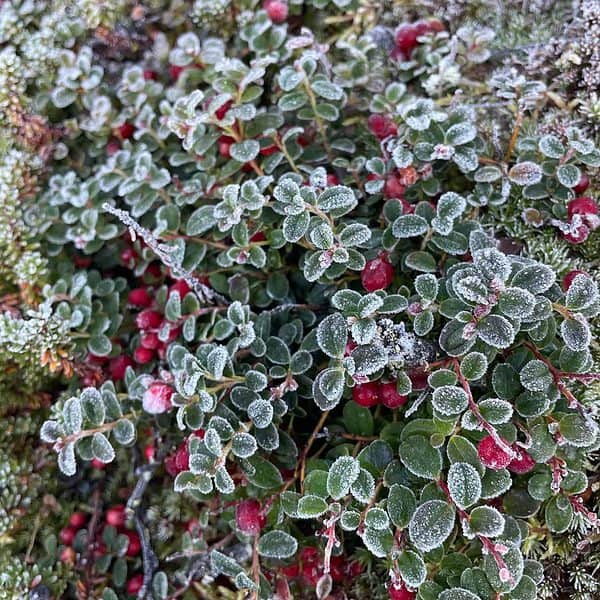 Cranberries covered in frost