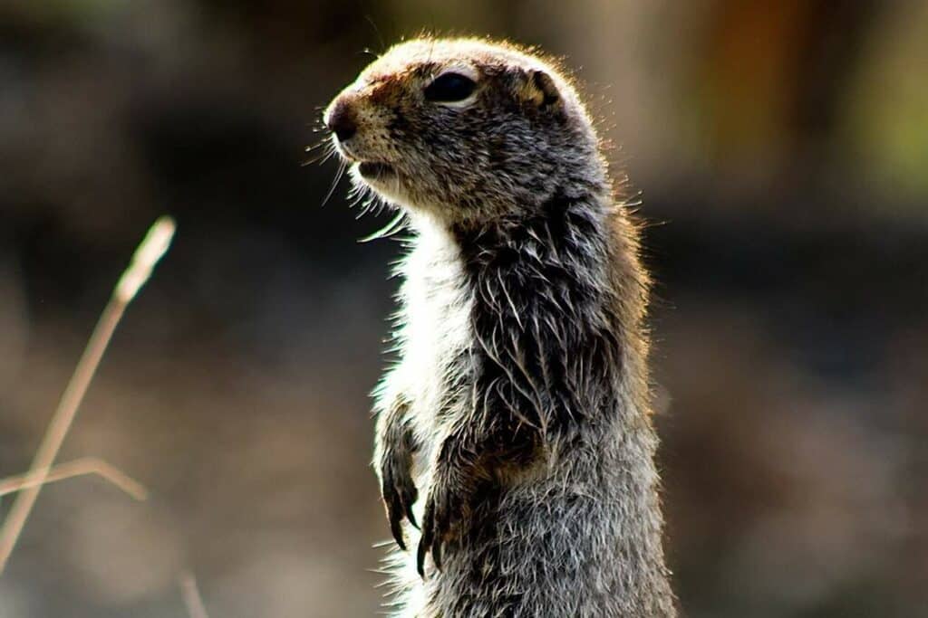The venerable Arctic ground squirrel