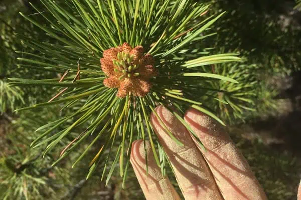 Pine pollen