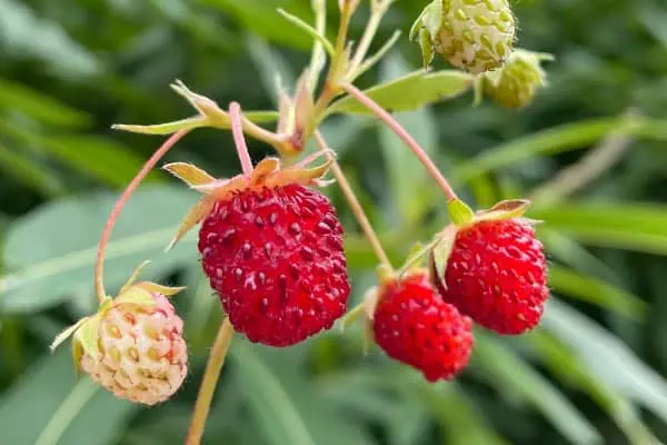 Wild strawberries