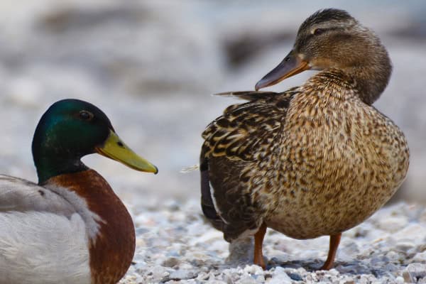The Early bird gets the…Potamogeton
