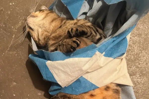 A Tiger In The Window