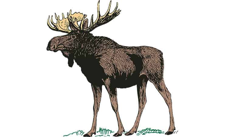Moose Round Steak