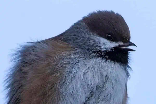 Wildlife photos: Boreal chickadees