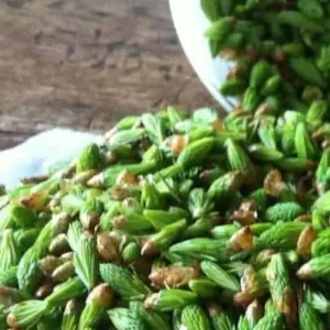 Fresh spruce tips