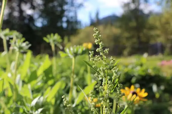 Rooted & Ready To Bloom