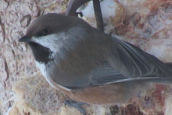 Tales on Trails — Feathers